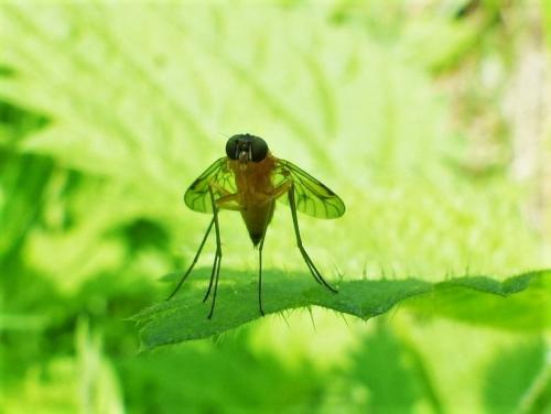 Réf. 207 833 : Chrysopilus laetus